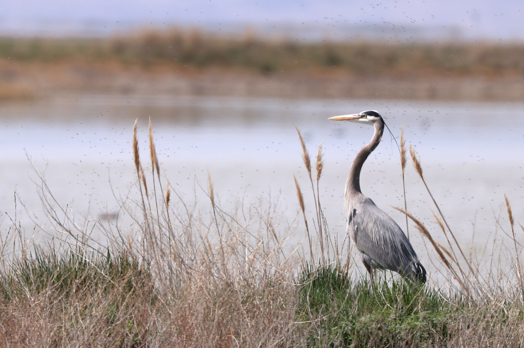 Gateway to the lake: Bear River bird refuge seeks balance among variety of interests